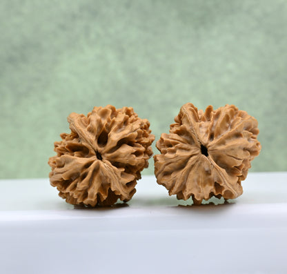 Budget Wenwan Walnuts | Minor Flaws | Great for Beginners｜Fortune Mouse Wenwan Walnuts