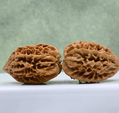 Budget Wenwan Walnuts | Minor Flaws | Great for Beginners｜Fortune Mouse Wenwan Walnuts