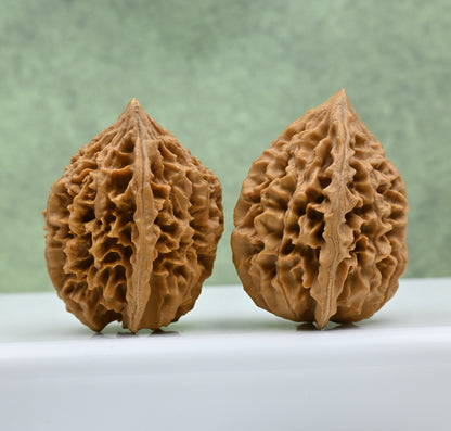 Budget Wenwan Walnuts | Minor Flaws | Great for Beginners｜Fortune Mouse Wenwan Walnuts