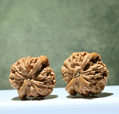 Budget Wenwan Walnuts | Minor Flaws | Great for Beginners｜Water Dragon Pattern Wenwan Walnuts