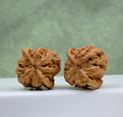 Budget Wenwan Walnuts | Minor Flaws | Great for Beginners｜Wild Wolf Wenwan Walnuts